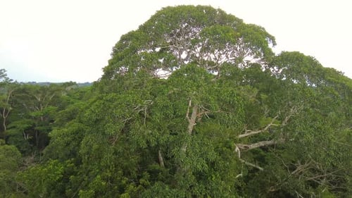 Amazon Rainforest Canopy, top view of amazonia tree