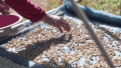 Hands Sifting Drying Coffee Beans by Coffee Farmer
P