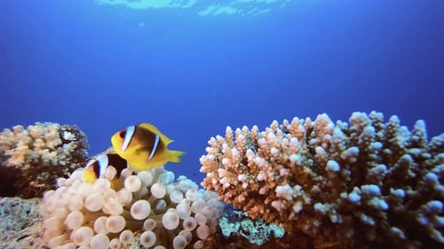 Clownfish Swimming Among Coral in the Ocean
