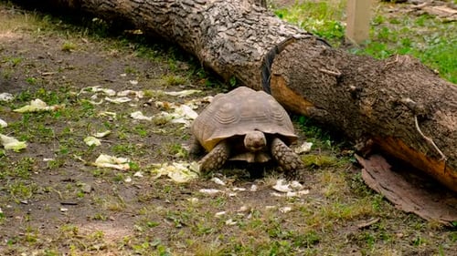 Schildkröte im Zoo Selektiver Fokus