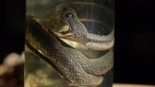 Spécimen de serpent conservé dans du formaldéhyde en solution sur fond foncé.