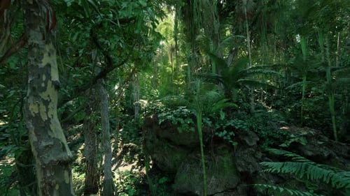 Deep Green Tropical Jungle Forest Nature Background