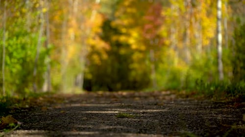 The Road with a Large Plan Against the Backdrop of an Autumn Forest