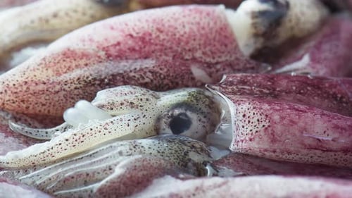 Fresh Raw Squid Close Up in Market