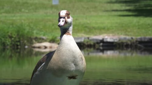 Nahaufnahme einer ägyptischen Gans am Seeufer an einem sonnigen Tag.