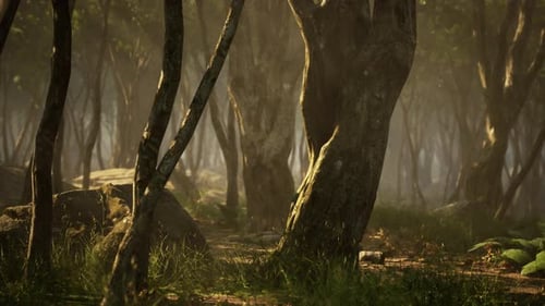 Deep Tropical Jungle in Darkness