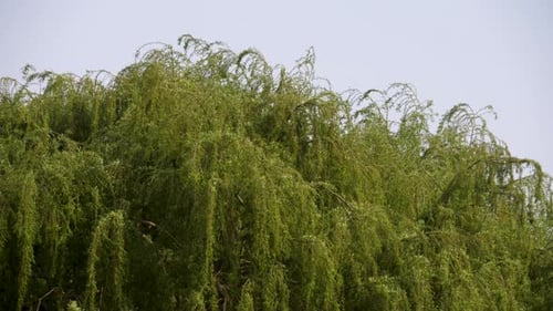 Baldachin einer Trauerweide mit herabhängenden Ästen, die im Wind wehen. Nahaufnahme
