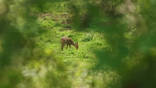 A Baby Deer is Grazing in a Lush Green Field