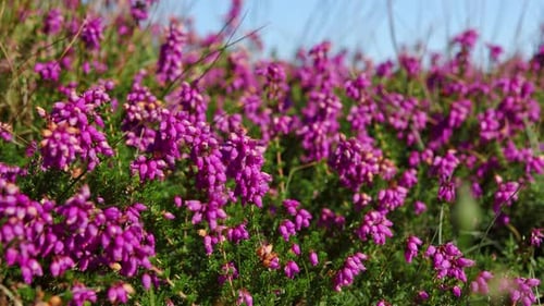 Plante à fleurs vibrantes de Bell Heather (Erica cinerea). Prise de vue à focalisation sélective