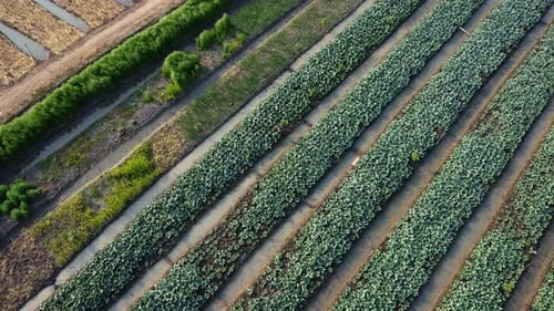 Aerial view of fields and agricultural parcels. Agricultural landscape