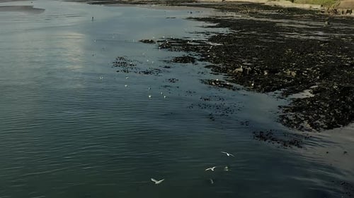 Seagulls flying against the blue sky. Flock of birds floating on air currents of wind. Big seagull s