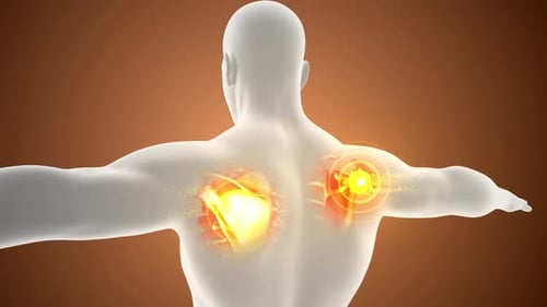 3D Human Body Anatomy with Glowing Shoulder Pain Highlight