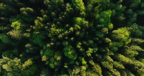 Top Down View of the Coniferous Forest Camera Descends and Spins