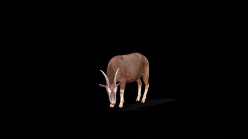 3D Blesbok Grazing Animation with Alpha Channel