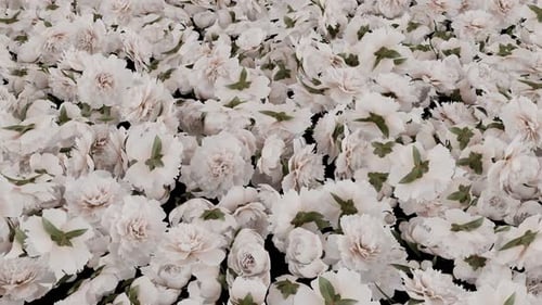 Elegant White Peonies Gently Swaying Floral Background