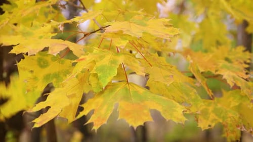 Colorful Autumn Maple Leaves 15