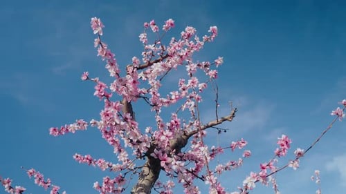 Close Up of Peach Tree Blossom Petals and Flowers