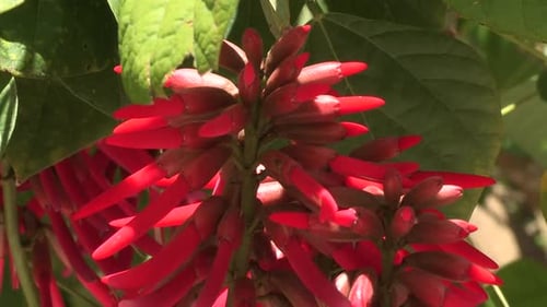 Fleurs rouge vif voyantes