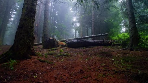 Forest Mist