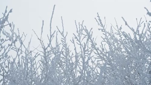 Frozen Branches Lightly Dusted with Fresh Snow