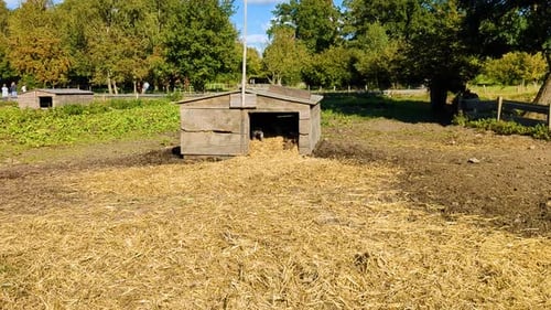 4K 60FPS Piglets in an Outdoor Pigpen, Pigsty with Baby Pigs - Handheld Shot