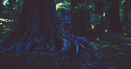 Roots of Ancient Trees Showcase Natures Beauty in a Serene Forest