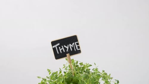 Alimentation saine, jardinage et concept biologique - Herbe de thym vert avec nom
