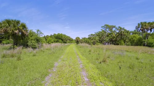 Hiking Beautiful Tropical Nature Trails Dirt Road Between Green Palm Trees in Southern Florida
