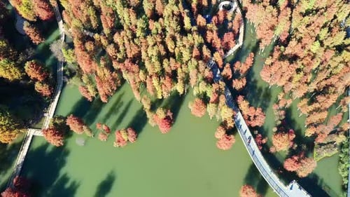 Autumn forest
