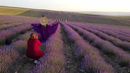 Aerial Lavender Fields Endless Rows of Blooming Lavender Fields on Summer Sunset Time Lavender Oil