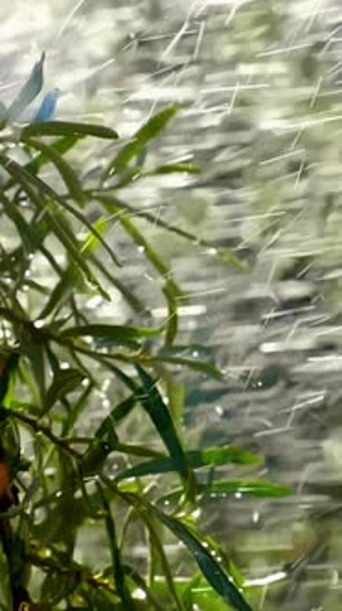 Nahaufnahme grüner Blätter mit Wassertröpfchen, die im Sonnenlicht glitzern und die Schönheit der Natur zeigen