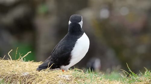 Atlantic Puffin on Sea Cliff in Iceland Cute Bird in Wildlife Animal on the Ocean Coast