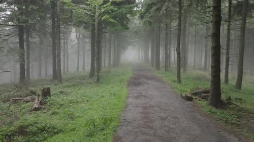 An aerial shot of a dense pine forest with a dirt path in the center. The drone follows the path, re