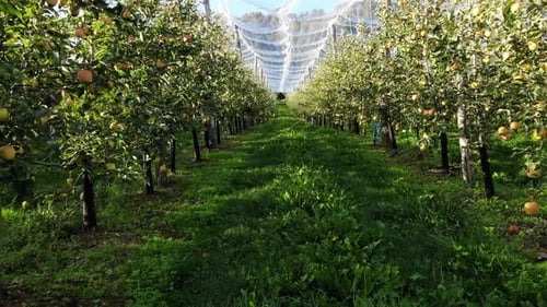 Apple Trees in Orchard with Protection Nets