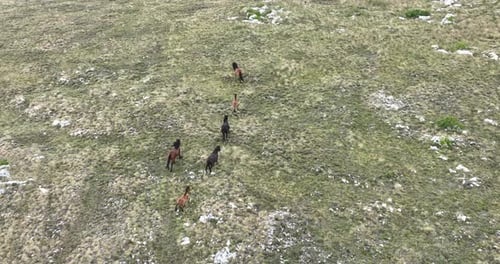 Epic Aerial Over Large Herd Of Wild Horses Running Galloping In Wild Nature Slow Motion Through