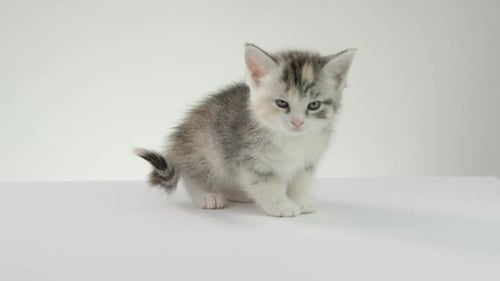 Adorable Kitten Sitting on a White Surface