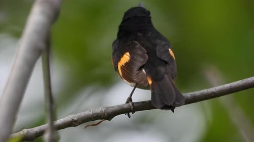 Back view of American redstart bird sitting on sitting outdoors on wooden log.
