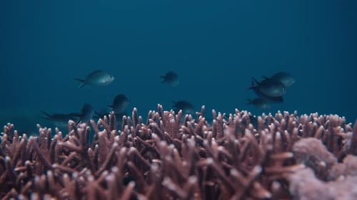 Ein Schwarm blauer Fische, der in klarem blauem Meerwasser schwimmt, mit wunderschönen rosafarbenen Korallen im Vordergrund