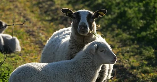Black faced sheeps in the vinyards, Occitania, Southern France