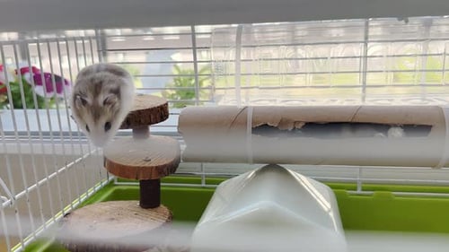 Hamsters Climb and Play in Cage