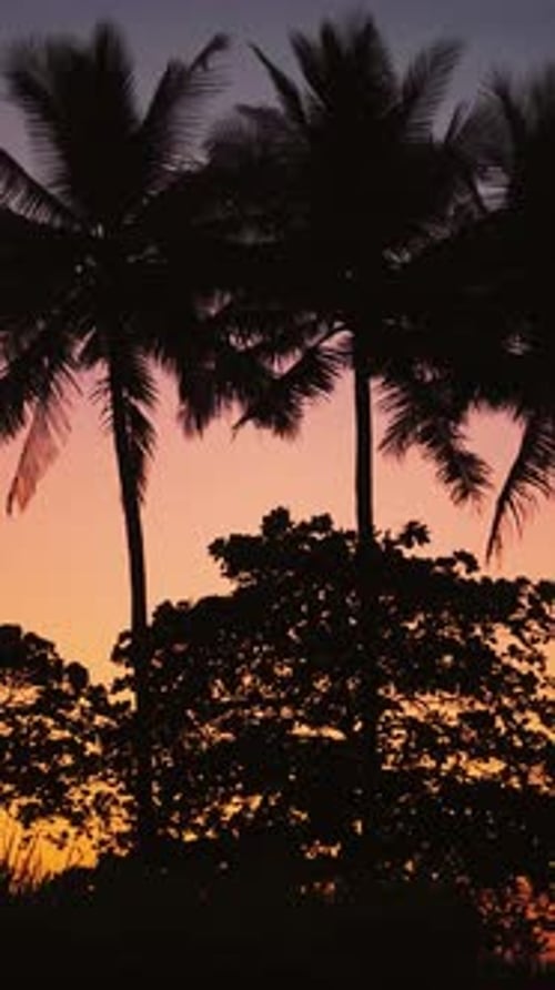 Tropical Landscape with Palm Tree Silhouettes at Sunset