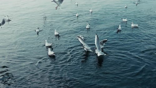 Animal Bird Seagulls Flying Near The Sea 2