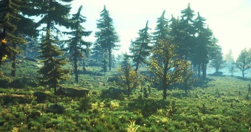 Vibrant Forest Landscape Showcasing Lush Greenery and Sunlight in Early Morning