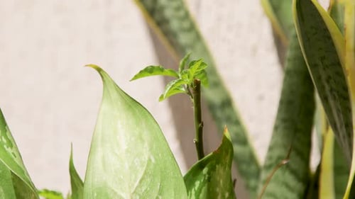 Green Plants Growing Indoors in Natural Light