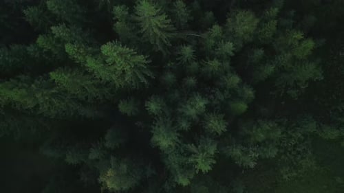 Green Pine Tree Coniferous Forest Aerial Top Down View Dramatic Nature Background Travel Destination