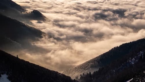 Misty Forest Mountains