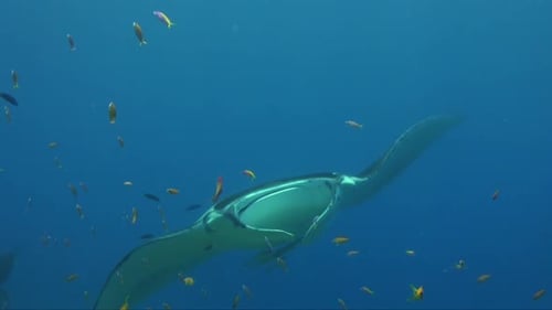 Manta Ray gliding over coral reef with reef fishes in the Maldives.