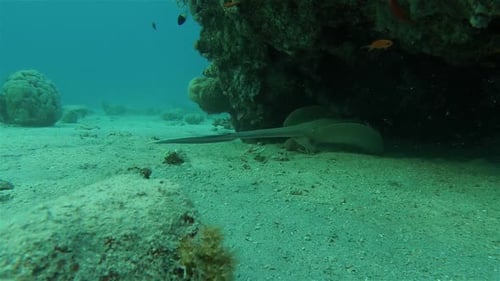 Bluespotted ribbontail ray under rock