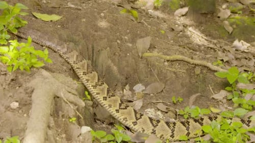 Testemunhe serpentes se misturando perfeitamente com seus arredores arborizados