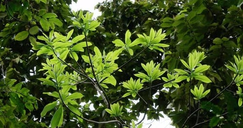 Green leaves and foliages on city park